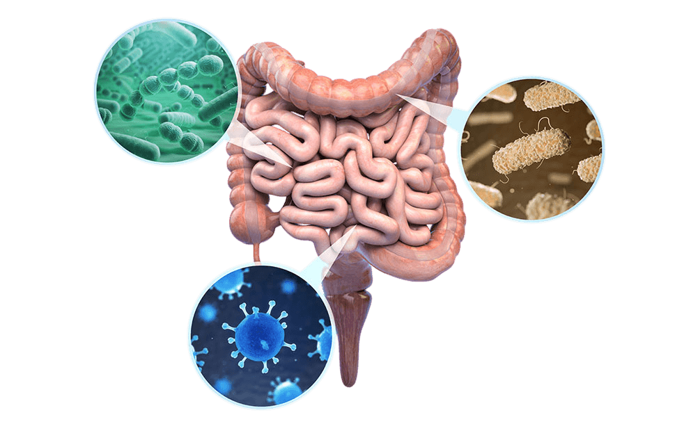 Illustration of the digestive system