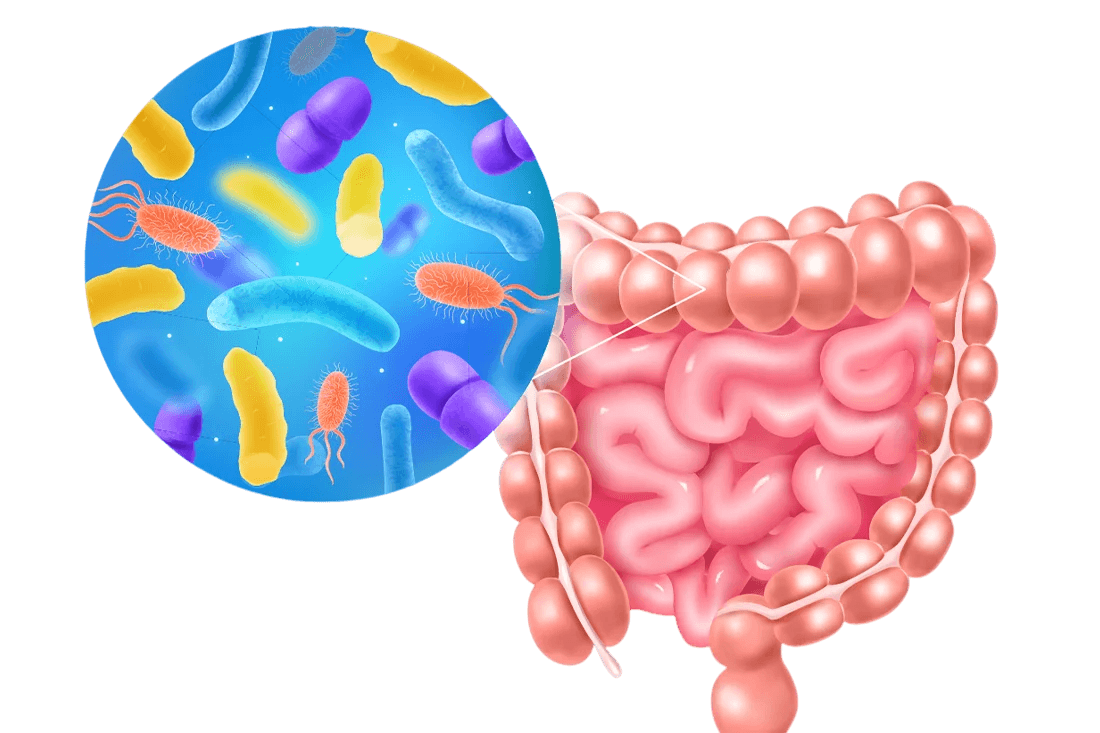 Illustration of the digestive system