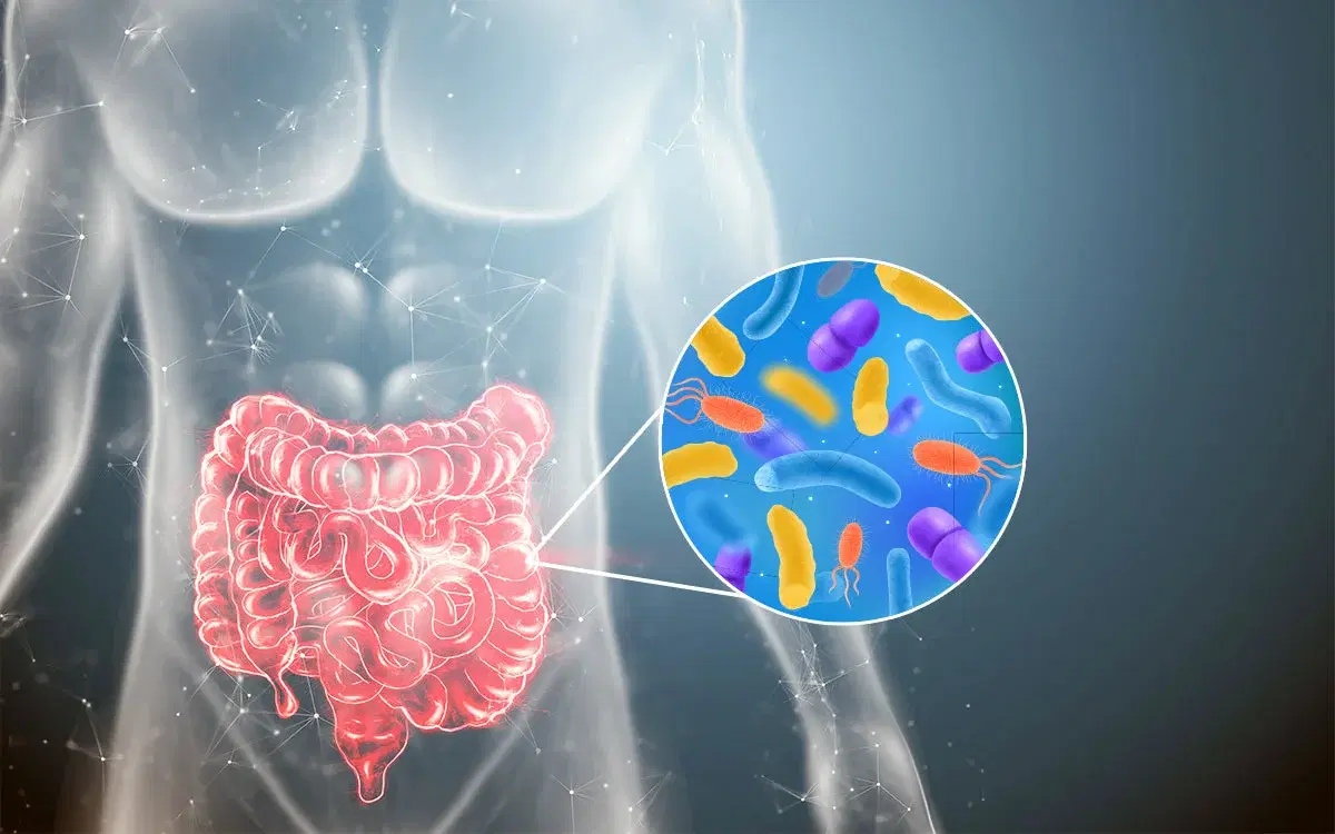 Illustration of the digestive system
