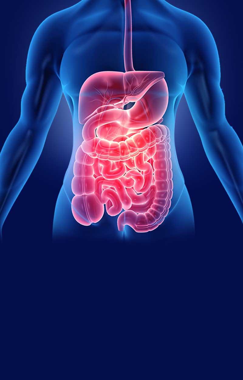 3D illustration of the human digestive system