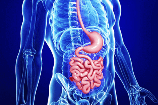 X-ray style illustration of the stomach and intestines