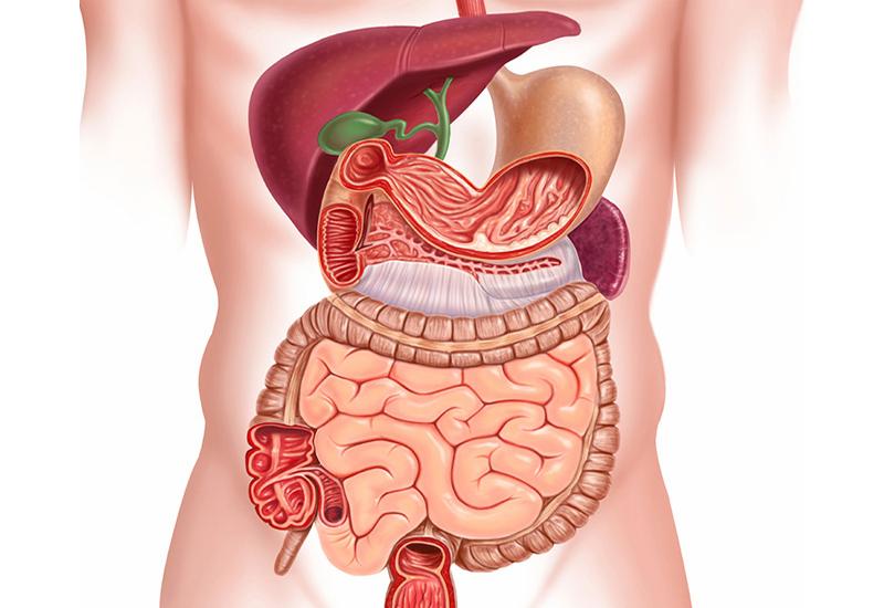 Anatomical illustration of the abdominal organs