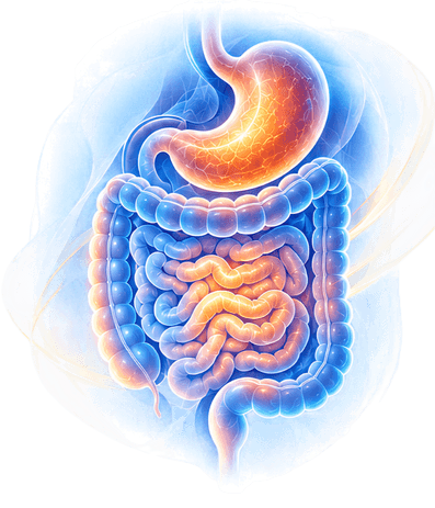 Illustration of the digestive system